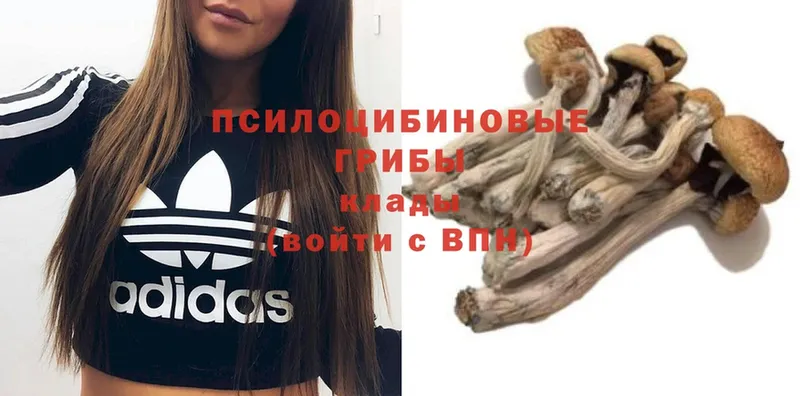 Галлюциногенные грибы Magic Shrooms  где купить наркоту  даркнет как зайти  Мыски 